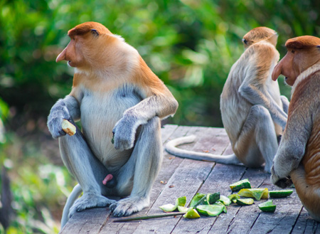 4D3N Selingan Turtle Island + Sepilok Orang Utan +  Kinabatangan River