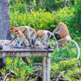 3D2N Sandakan Historical + Wildlife Tour