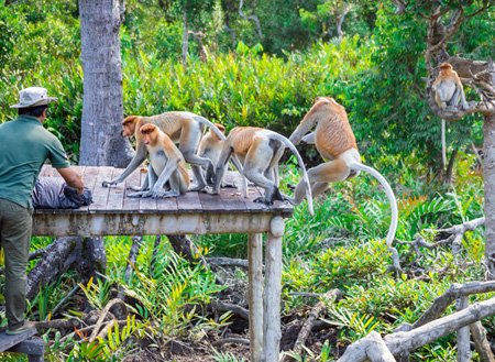 3D2N Sandakan Historical + Wildlife Tour