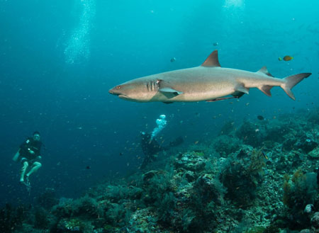 5D4N Mabul Island : Seaventures Dive Resort (Dive Rig)