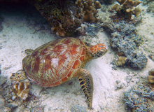 5D4N Semporna Combo Package