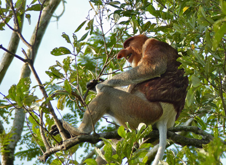 Semporna Proboscis Monkey + Mongroves Cruise + Fireflies