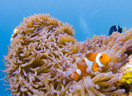 Semporna Discover Scuba Diving (For Non-Cert Diver)